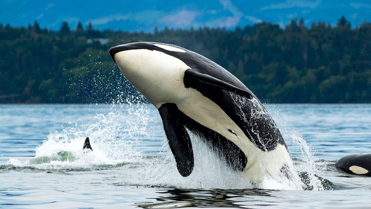 delfine und orcas haben den evolutionären