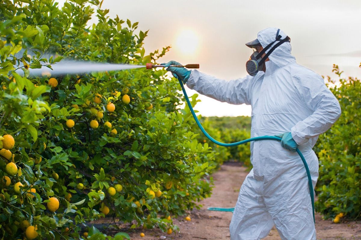 Zitronen: Diese zwei Länder exportieren laut Analysen mit Pestiziden belastete Früchte