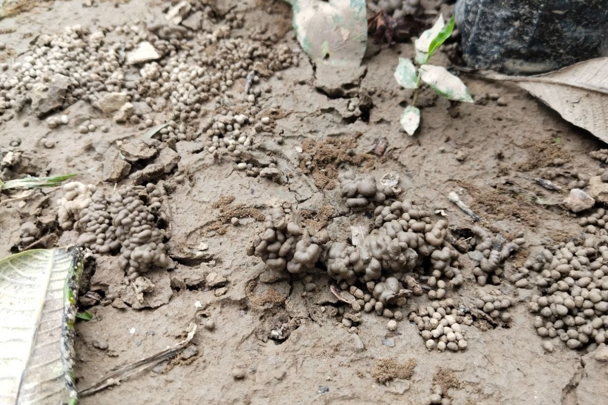 Wenn Ihr Garten damit bedeckt ist, gratulieren Sie sich: Ihrem Boden geht es sehr gut